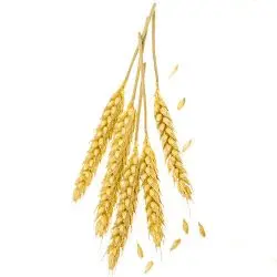 Cilindros - Balaguer Rolls - Para aplicar en harina