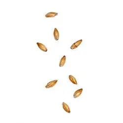 Cilindros - Balaguer Rolls - Para aplicar en malta